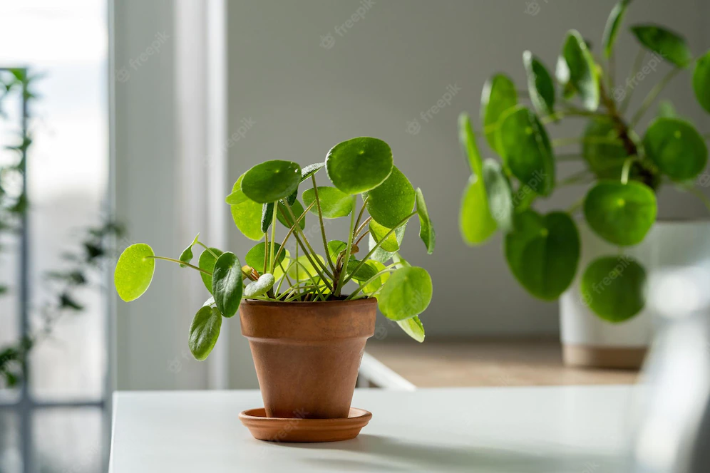 pilea-peperomioides-terracotta-pot-home-chinese-money-plant-with-water-drops-leaves_165285-6235