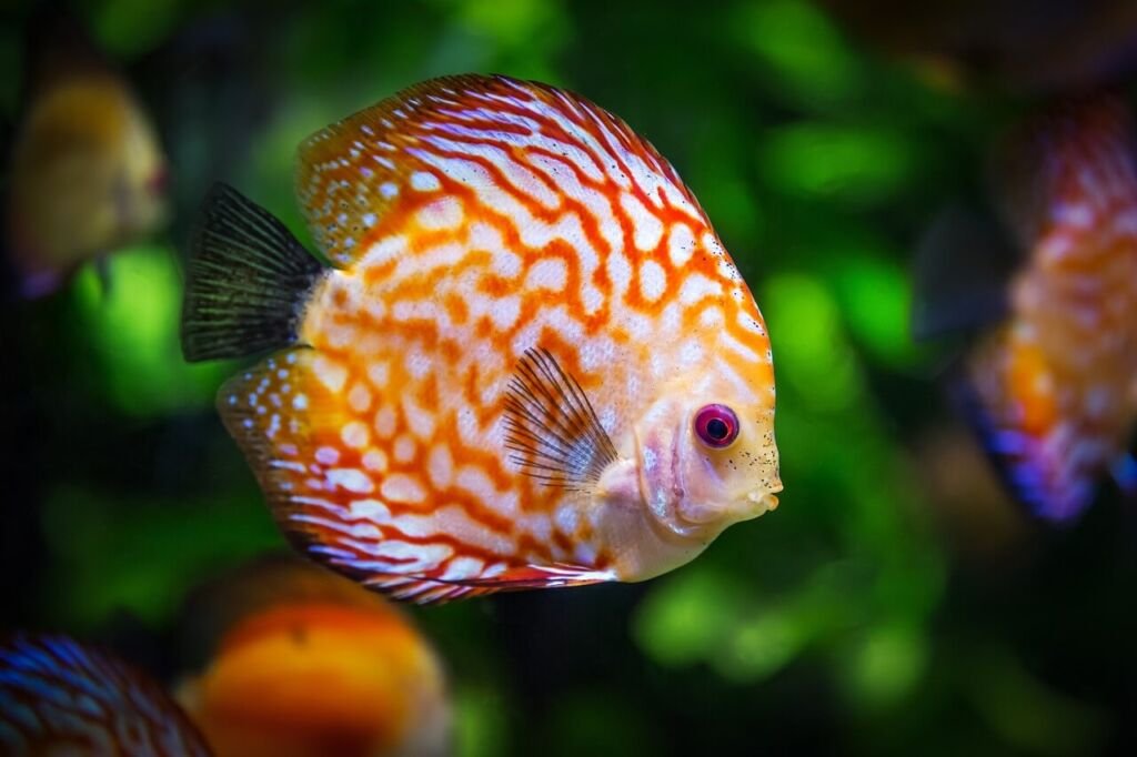 discus-fish-1943755_1280