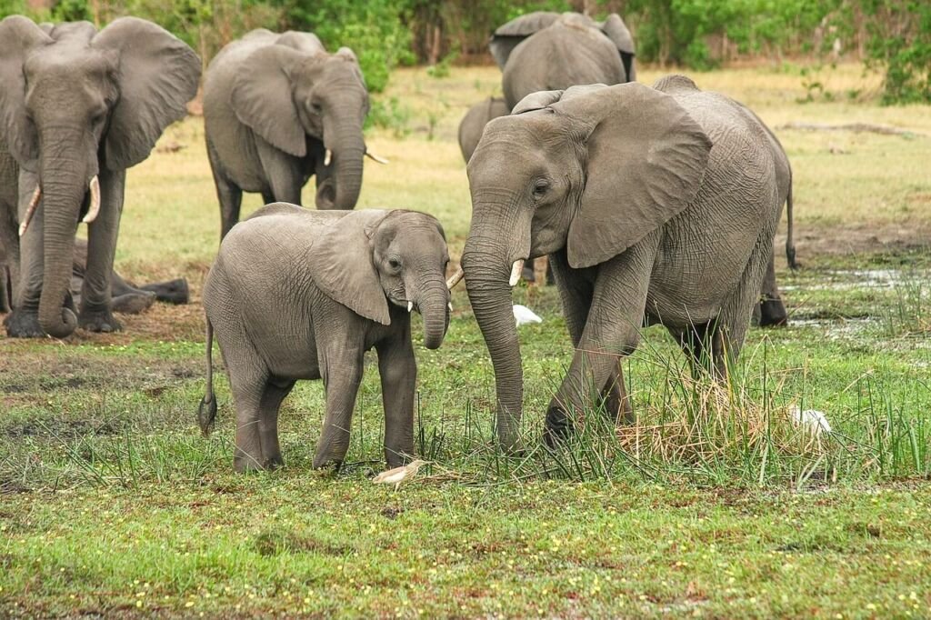 elephants-2923917_1280