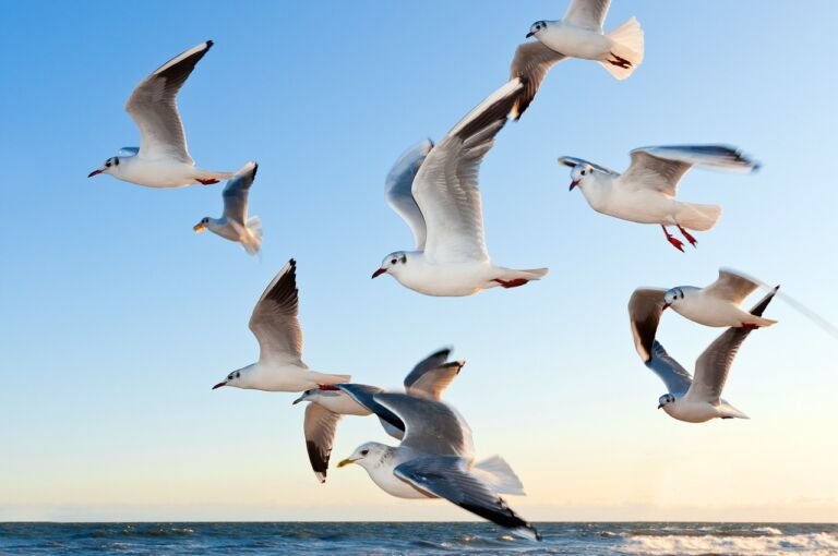 gulls-370012_1280