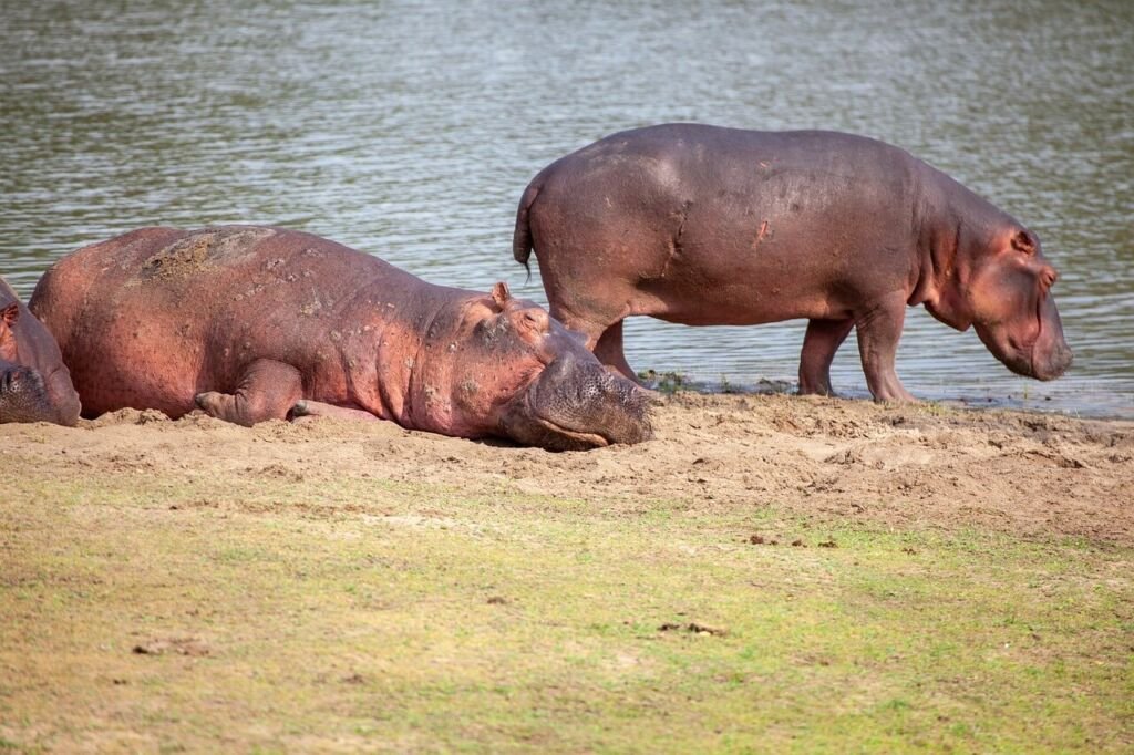 hippos-7376749_1280