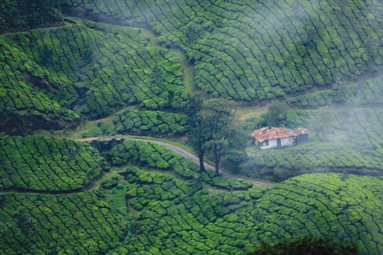 munnar-4769654_1280