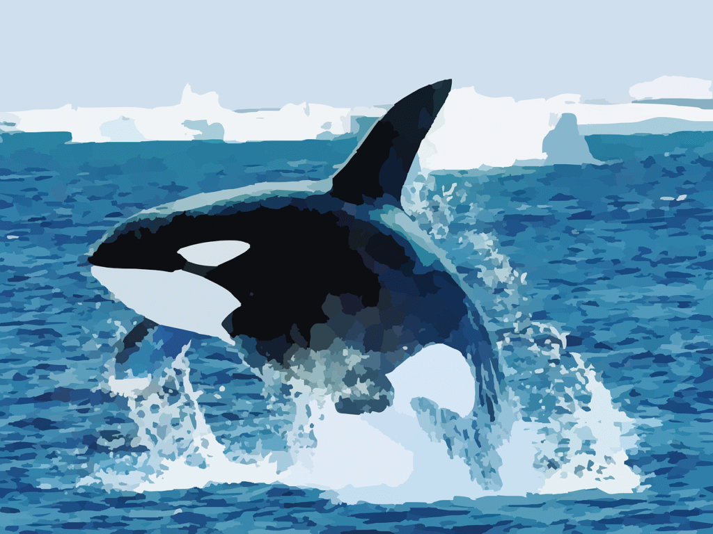 orca-g0c6bc8407_1280