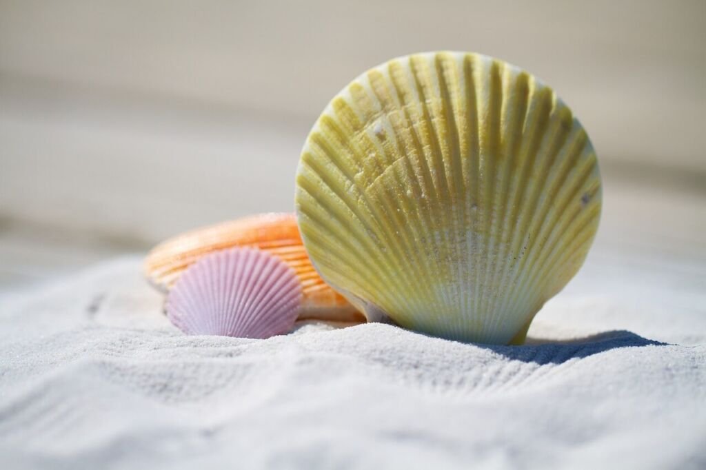 shells-792912_1280