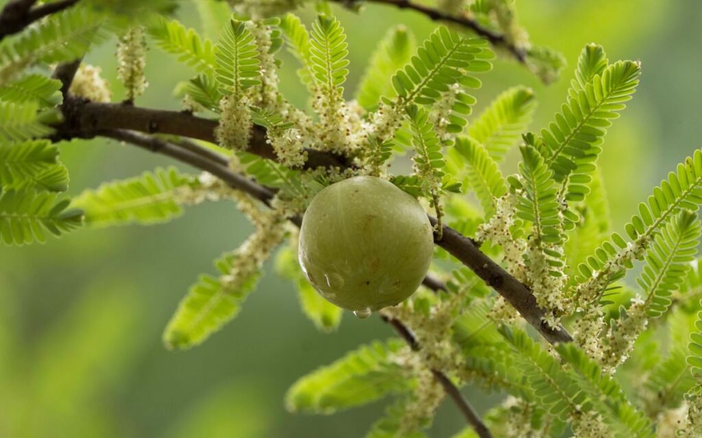 amla in winter: a single amla on a branch