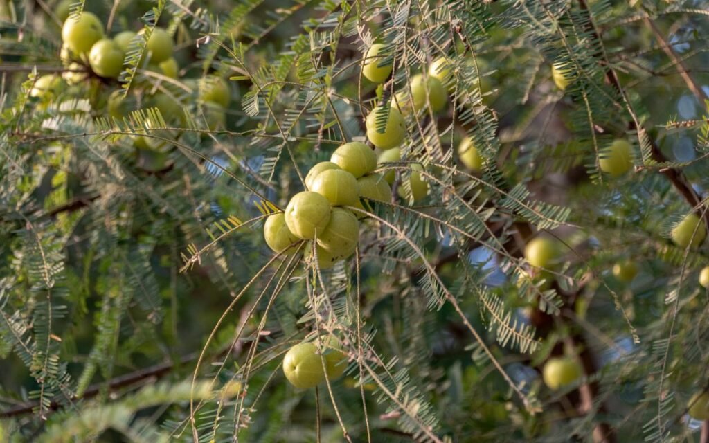 amla in winter: an amla tree loaded with fruit