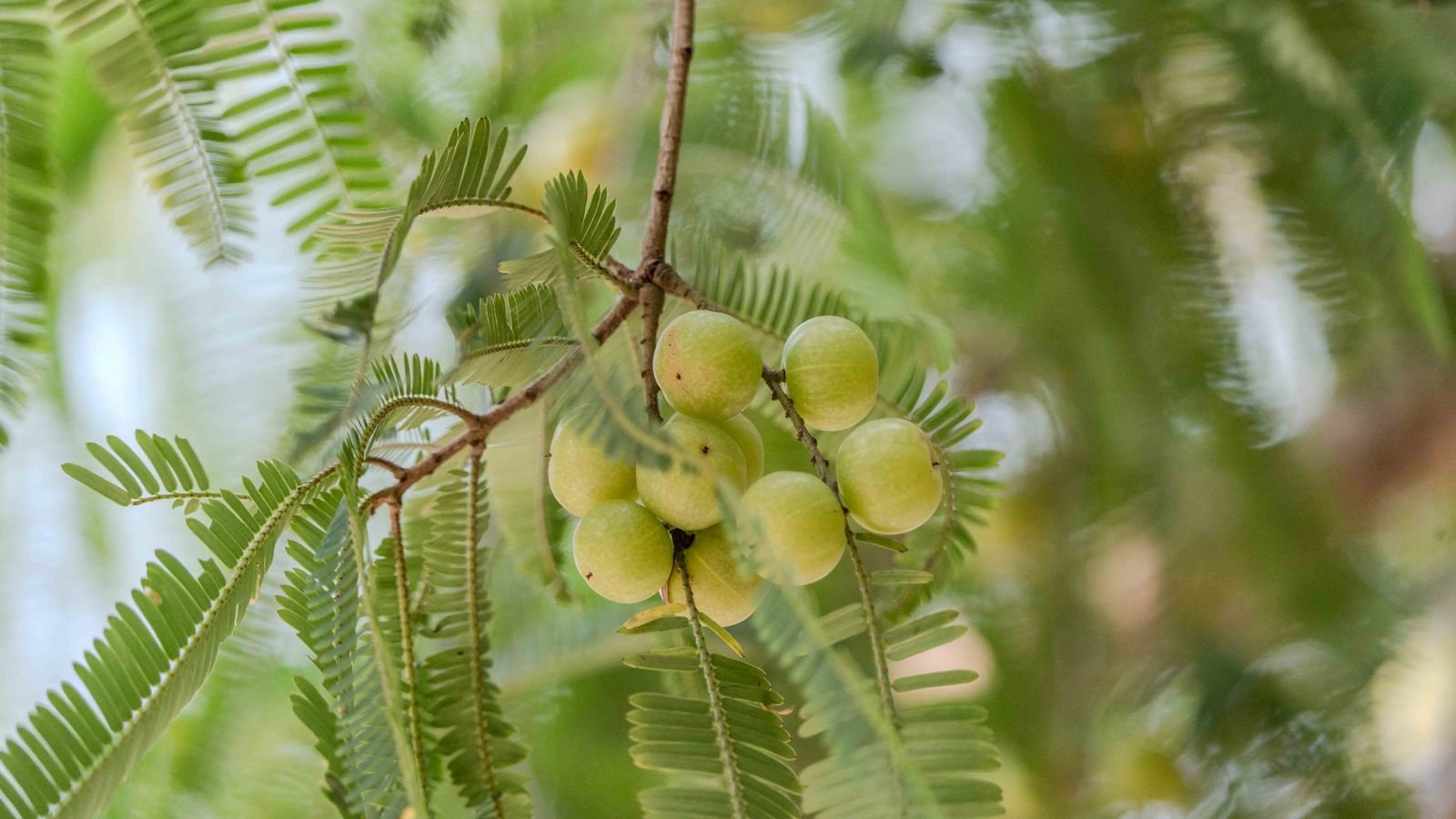 amla in winter: a cluster of amla fruits on a branch