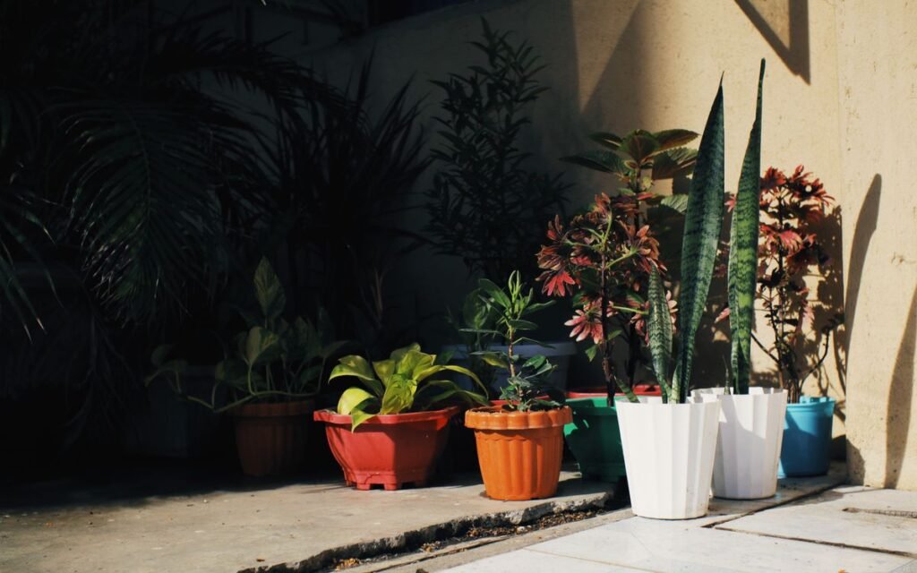 potted plants in a sunny corner outside a building