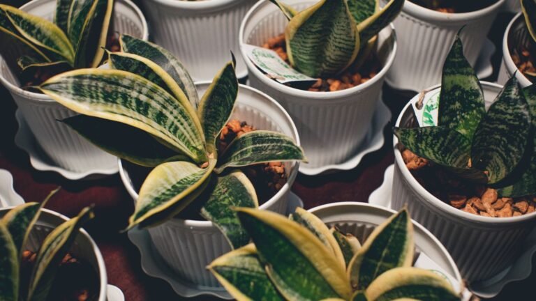 Do Indoor Plants Clean Air? You’d Need 100+ in One Bedroom