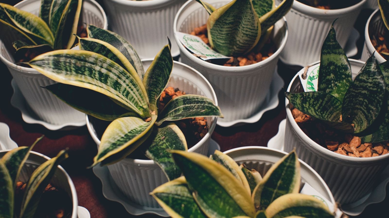do indoor plants clean air: rows of potted snake plants