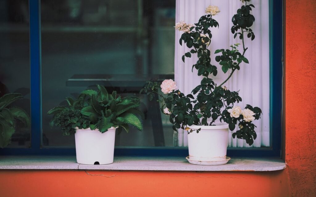potted plants on a window sill