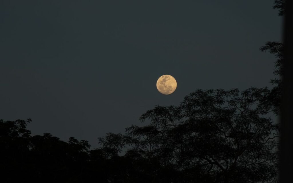 Full moon above silhouetted trees in an evening sky