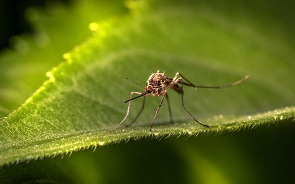 Mosquito resting on a green leaf