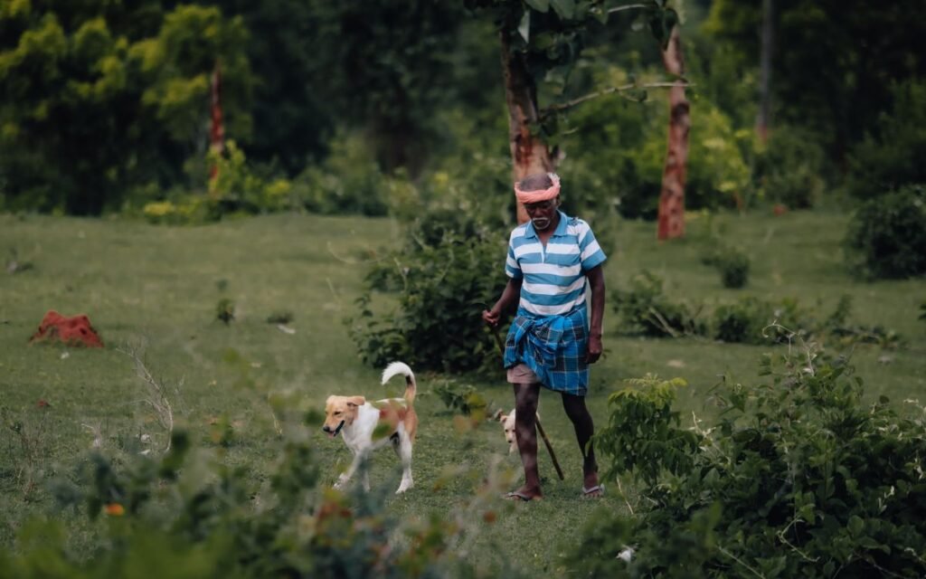 Man in a lungi walking a dog across a green field